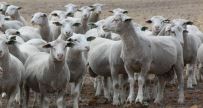 2020 ram lambs